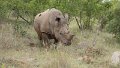 White Rhino mit Madenhackern